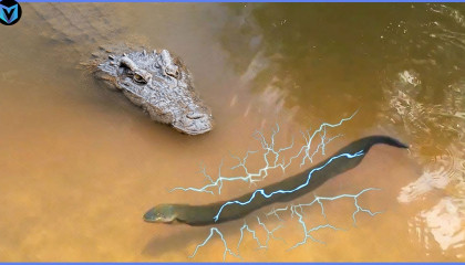 Crocodile and Alligator messed with the wrong animals