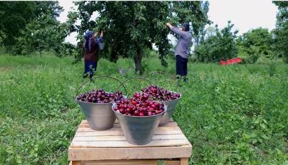 Harvesting Cherries and Preserve for Winter, Outdoor Cooking