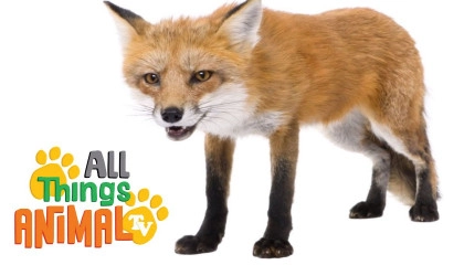 * FOX *  Animals For Kids  All Things Animal TV