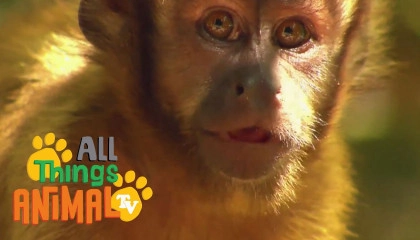 * MONKEY *  Animals For Kids  All Things Animal TV