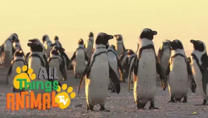 * PENGUINS *  Animals For Kids  All Things Animal TV
