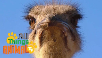* OSTRICH *  Animals For Kids  All Things Animal TV