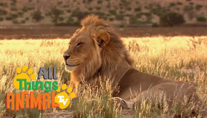 * LION *  Animals For Kids  All Things Animal TV