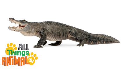 * ALLIGATOR *  Animals For Kids  All Things Animal TV