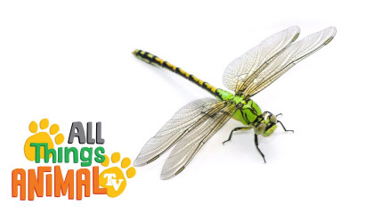 * DRAGONFLY *  Animals For Kids  All Things Animal TV