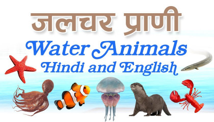 पानी के जानवरों के नाम हिन्दी और इंग्लिश में  Names of Water Animals in Hindi