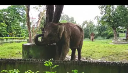 Elephant enjoying his day