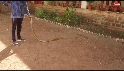 Indian Rat Snake, (Damini) Non-Venomous