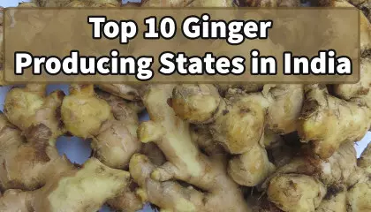 ginger producing states in india | top 10 ginger producing states in india | fresh Ginger