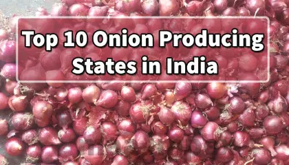 top 10 onion producing states in india | onion producing countries | onion farming in india