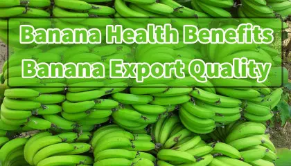 banana export from india | banana health benefits | banana export process