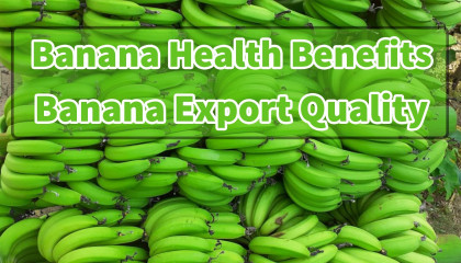 banana export from india   banana health benefits   banana export process