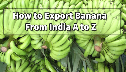 how to export banana from india   banana packing box   banana export from india