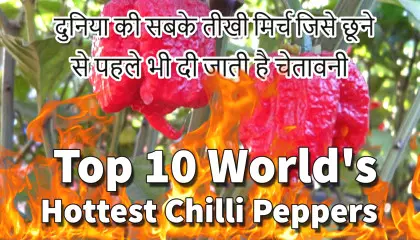 hottest pepper in the world's | top 10 World's Hottest Peppers in the WORLD | carolina reaper