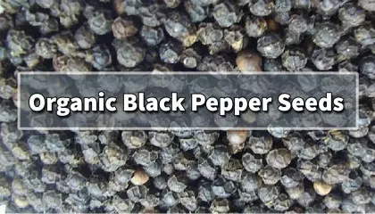 organic black pepper seeds | black pepper seeds | black pepper seed exporter
