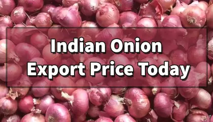 indian onion export price | onion export price | today onion price