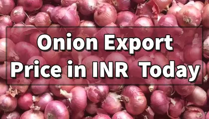 onion export price | indian onion export price | today onion price