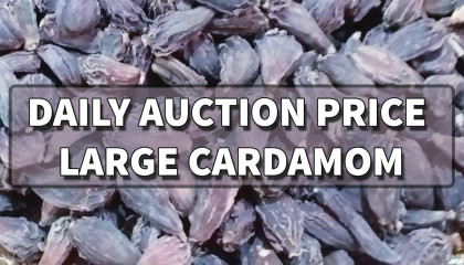 black cardamom price   badi elaichi price   large cardamom price   siliguri price