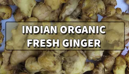 organic fresh ginger | ginger | organic ginger | ginger benefits | ginger price