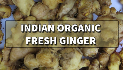 organic fresh ginger   ginger   organic ginger   ginger benefits   ginger price