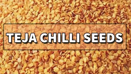teja chilli seeds | best teja chilli seeds | teja red chilli seeds | chilli seeds