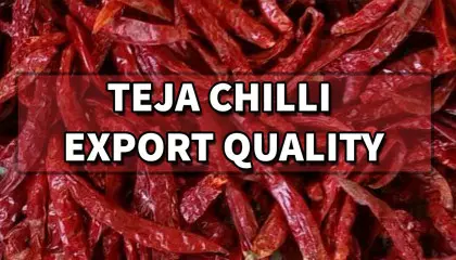 teja chilli | teja chillies | teja chilli variety | teja chilli market price