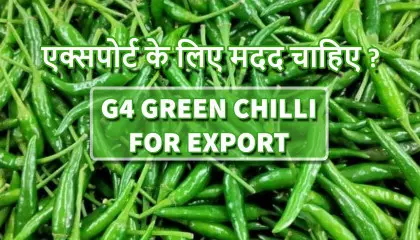 g4 green chilli price | fresh green chilli | g4 green chilli exports