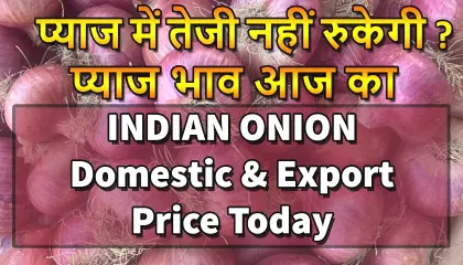 प्याज का भाव | india onion price | nashik onion market | onion export price