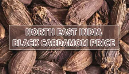 black cardamom price today | arunachal black cardamom price | nagaland large cardamom