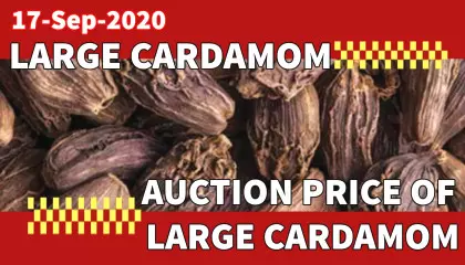 arge cardamom auction rate | black cardamom price | black cardamom price in siliguri