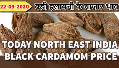 large cardamom price | black cardamom price | डोडा इलायची रेट | big cardamom price