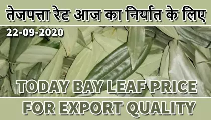 tej patta price in india | bay leaves price | bay leaves uae | bay leaf price europe