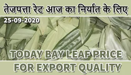 tej patta price in india | tej patta price | bay leaves price | bay leaves siliguri
