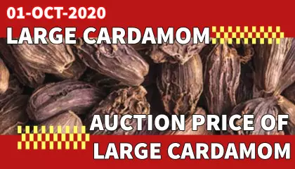 large cardamom auction price | black cardamom auction price | large cardamom price in siliguri