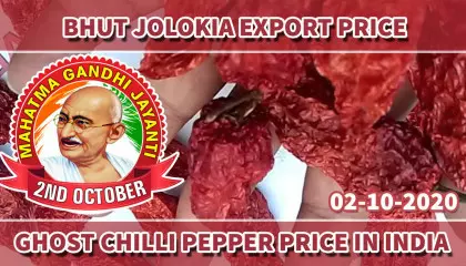 bhut jolokia price per kg | ghost pepper price in india | bhut jolokia suppliers in india