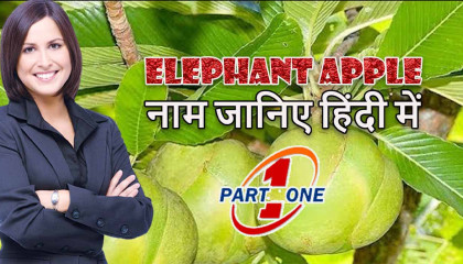 elephant apple,name in hindi,Dillenia indica,Chulta,Indian,