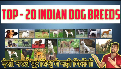 Indian Dog Breeds   Top - 20    भारतीय कुत्तो की सबसे अच्छी नस्ले