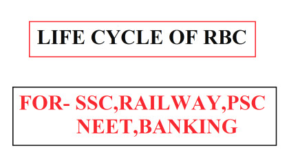 Life Cycle of RBC