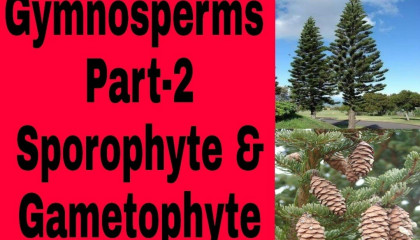 Gymnosperms Part-2