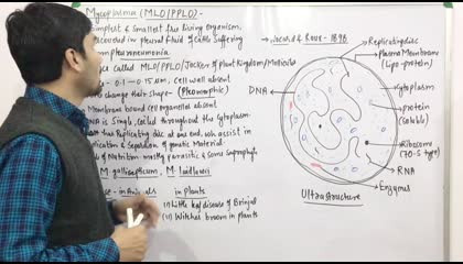 Mycoplasma/PPLO/MLO-biological classification/Kingdom Monera