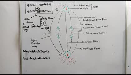 SpindleApparatusCellcycleandCellDivisionchapterclass11NEET