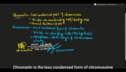 difference between chromatin and chromosome