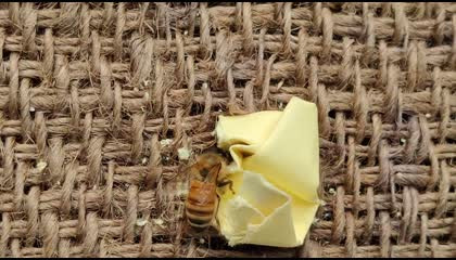 मधुमक्खी क्या पेपर भी खाती हैं