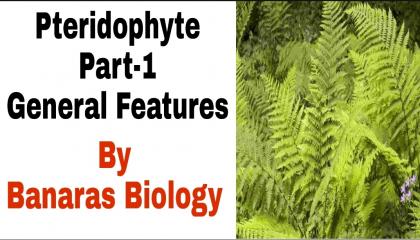 Pteridophytes -part 1 plant kingdom class11