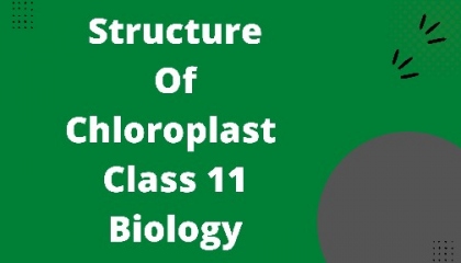 Chloroplast (see in 720 pixel)