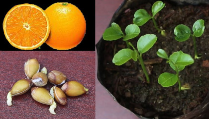 Grow Orange Seed Fast & Easy Way