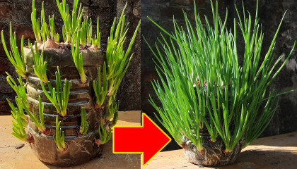 Perfect Method For Grow Green Onion In Plastic Bottle
