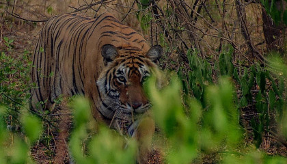 Tiger Facts, Tiger running speed, Tiger Swimming, बाघ से जुड़े रोचक जानकारी