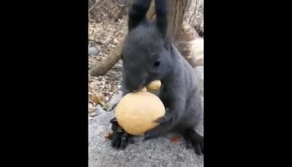 Cute baby animals video cute moments for the funny Animals