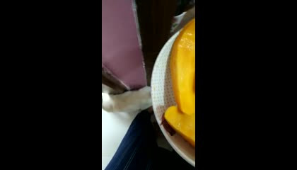 my dog loves mango 😍😍